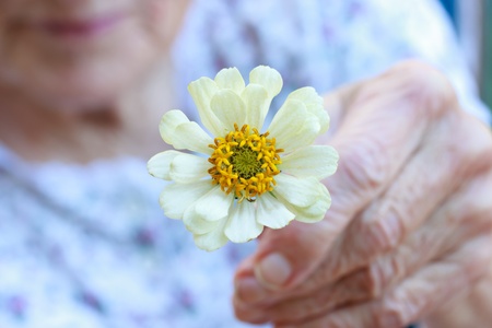Senior lady holding white zinnia flowerの写真素材