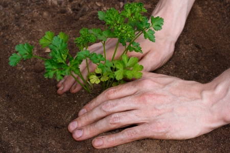Planting young parsleyの写真素材