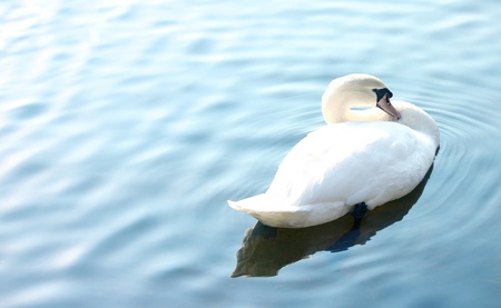 White Swan in Blue Lakeの写真素材