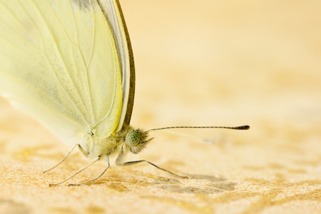 Small white butterfly on soft pink backgroundの写真素材