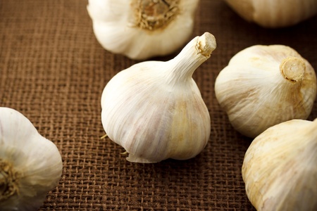 Garlicの写真素材