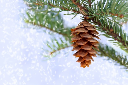 Pine branches with cone in snowの写真素材