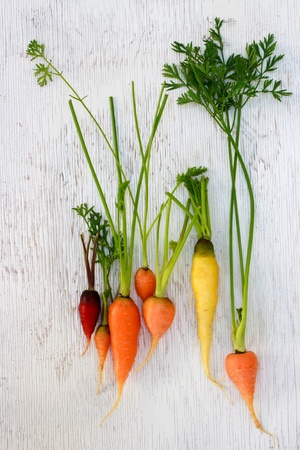 Organic colorful garden carrots on white woodの写真素材
