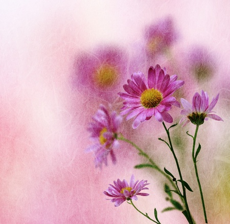 Vintage pink daisy flower backgroundの写真素材