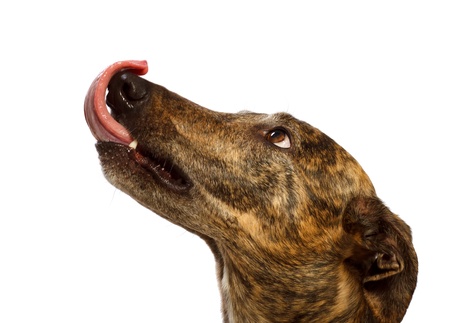 head portrait of a staring greyhound licking his lips with the tongue  delicious の写真素材