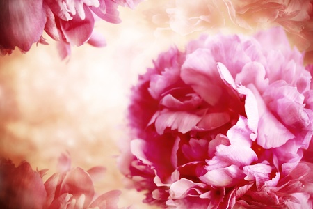 Pink peony flowers in vintage styleの写真素材