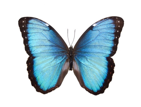 Blue Butterfly Isolated on Whiteの写真素材