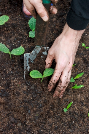 Young Squash plants being transplantedの写真素材