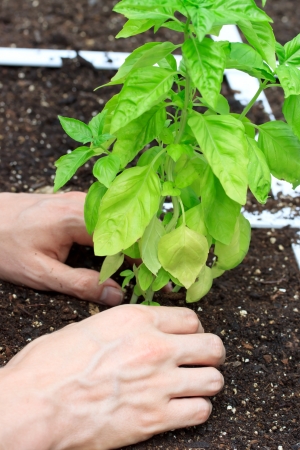 Basil Plant in a Garden Being Cared forの写真素材
