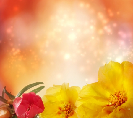 Portulaca on abstract lights backgroundの写真素材