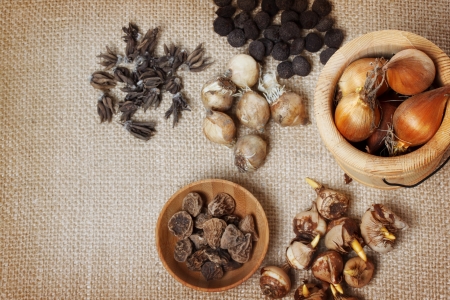 Assorted flower bulbs  crocus, anemone, grape hyacinth, ranunculus, wind flower の写真素材