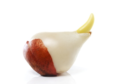 Tulip bulb isolated on white backgroundの写真素材