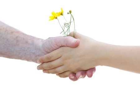 Young and senior women holding yellow flowers on white backgroundの写真素材