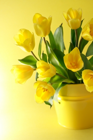Yellow tulips in a yellow container on a yellow backgroundの写真素材