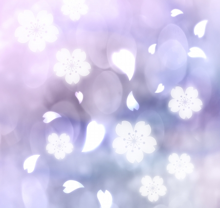Soft purple colored cherry blossoms backgroundの写真素材