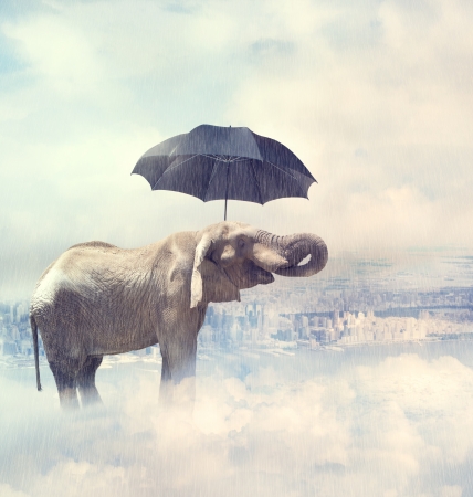 A elephant standing on the mystic cloudsの写真素材