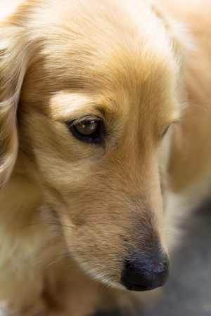 Portrait of blond miniature long hair dachshund の写真素材