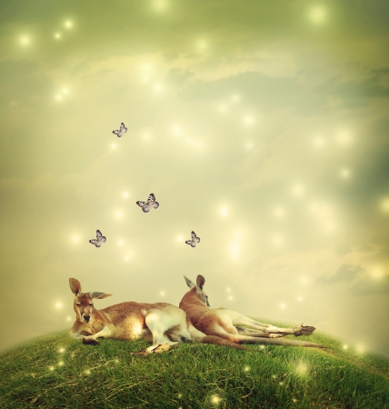 Two Kangaroos in a fantasy hilltop landscape with butterfliesの写真素材