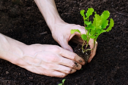 Person planting young lettuce plant in the gardenの写真素材