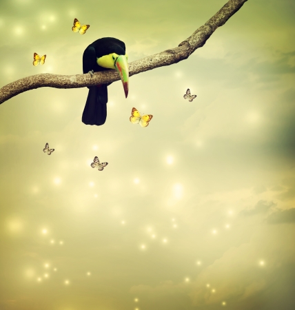 Toucan looking at butterflies from a tree branchの写真素材