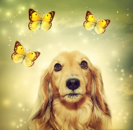 Dachshund dog with yellow butterflies on mystic lights backgroundの写真素材