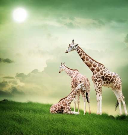 Three giraffes relaxing on the fantasy landscape の写真素材