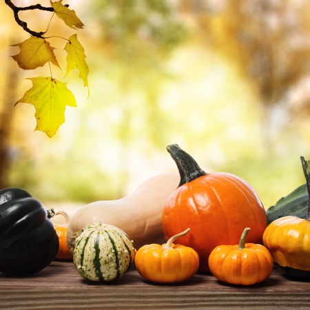 Assorted pumpkins and squashes on rustic wooden boards with an shinning autumn backdropの写真素材