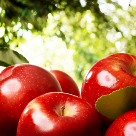 Red apples outside with a  foliage backdropの写真素材