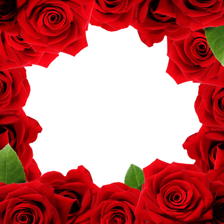 Red roses boarder with blank white backgroundの写真素材
