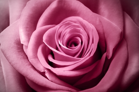 Close up image of beautiful pink roseの写真素材