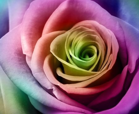 Close up image of beautiful colorful roseの写真素材