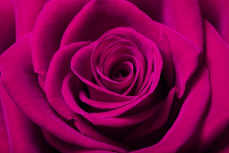 Close up image of beautiful magenta roseの写真素材