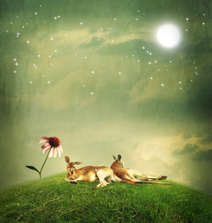 Kangaroo couple relaxing on a hilltop under the moonの写真素材
