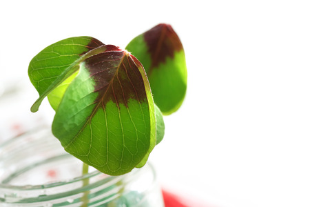 Two shamrocks in glass jar over white backgroundの写真素材
