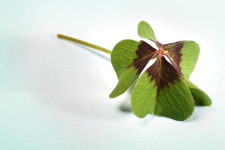 Single shamrock on light blue wooden boardの写真素材