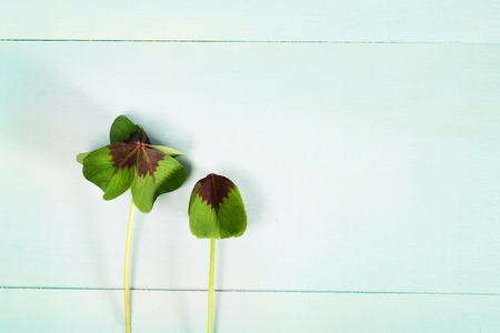 Two shamrocks on light blue wooden boardの写真素材