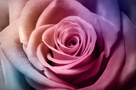 Close up image of beautiful colorful roseの写真素材