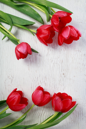 Beautiful red tulips on white wooden boardの写真素材