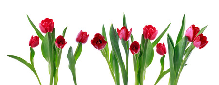 Red horizontal tulip banner isolated on white の写真素材