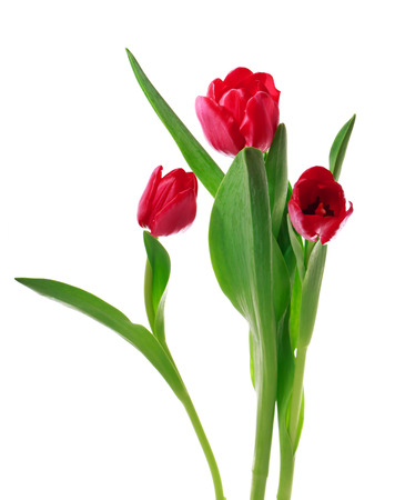 Beautiful red tulips isolated on white backgroundの写真素材