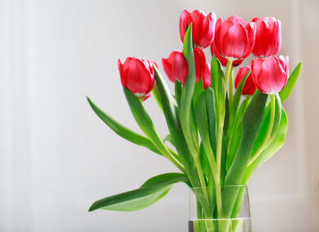 Beautiful red tulips in vase over white wallの写真素材