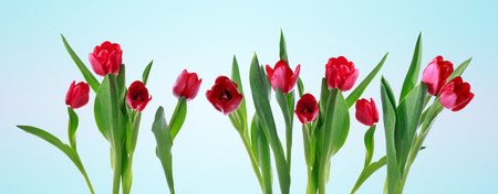Red horizontal tulip banner isolated on light blue backgroundの写真素材