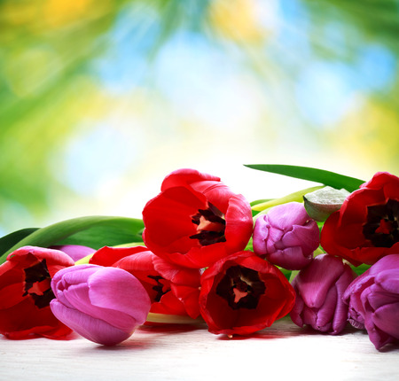 Red and purple tulips on shiny green backgroundの写真素材
