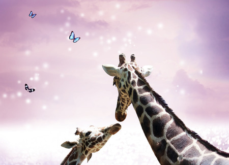 Two Giraffes, mother and child in friendship or love theme image at twilight の写真素材
