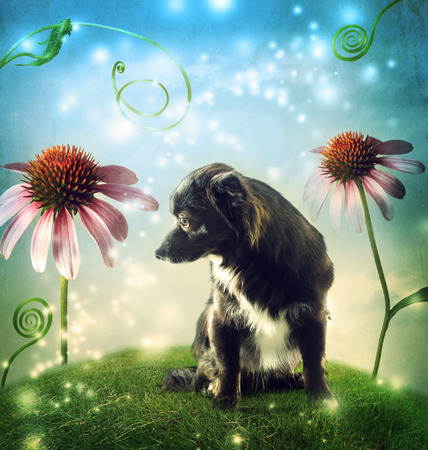 Black dog in a fantasy hilltop landscape with echinacea flowersの写真素材