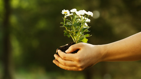 Female hand holding small white flowers with her both handsの写真素材