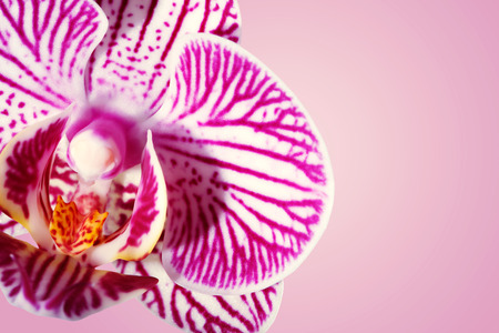 Beautiful orchid on a shiny magenta backgroundの写真素材