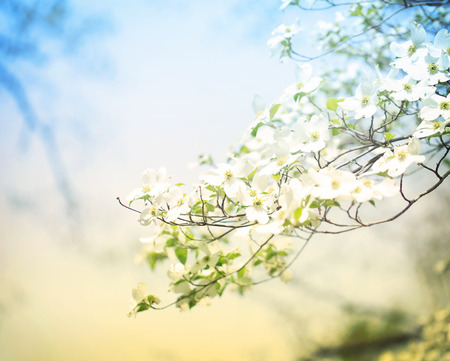 Flowering spring dogwood tree in vintage styleの写真素材