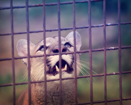 Caged puma looking at something with intensityの写真素材
