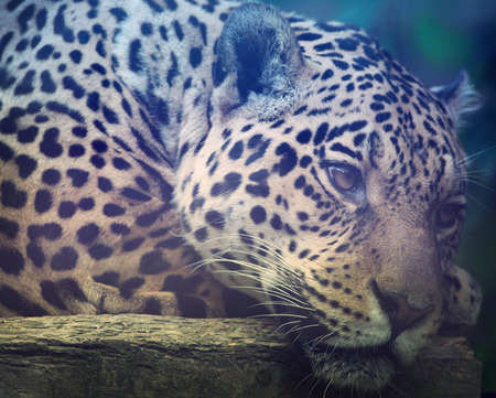 Close up shot of a Jaguars face の写真素材